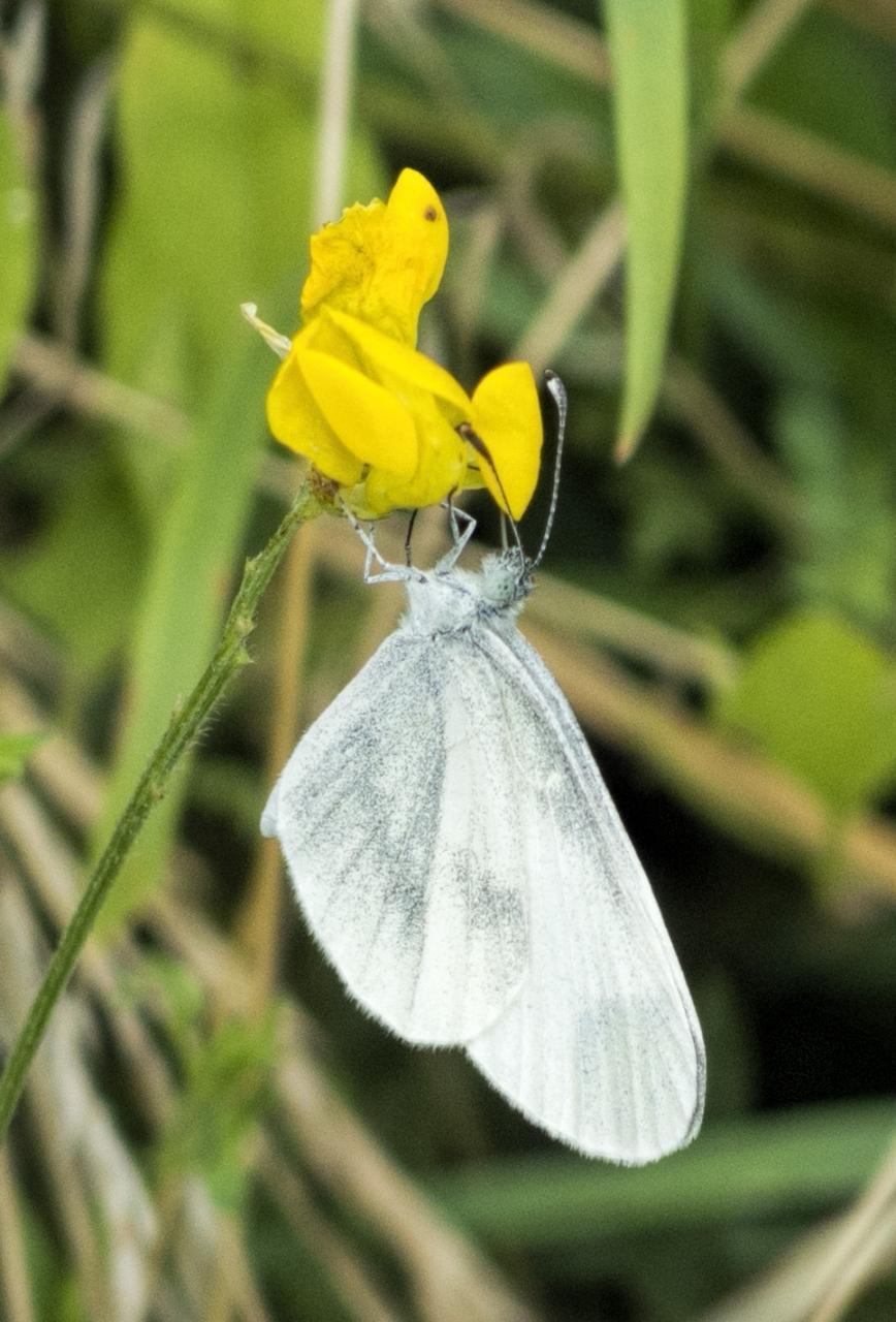 Potenzielle Garten-Schmetterlinge 13.03.2017 - Leptidea sinapis