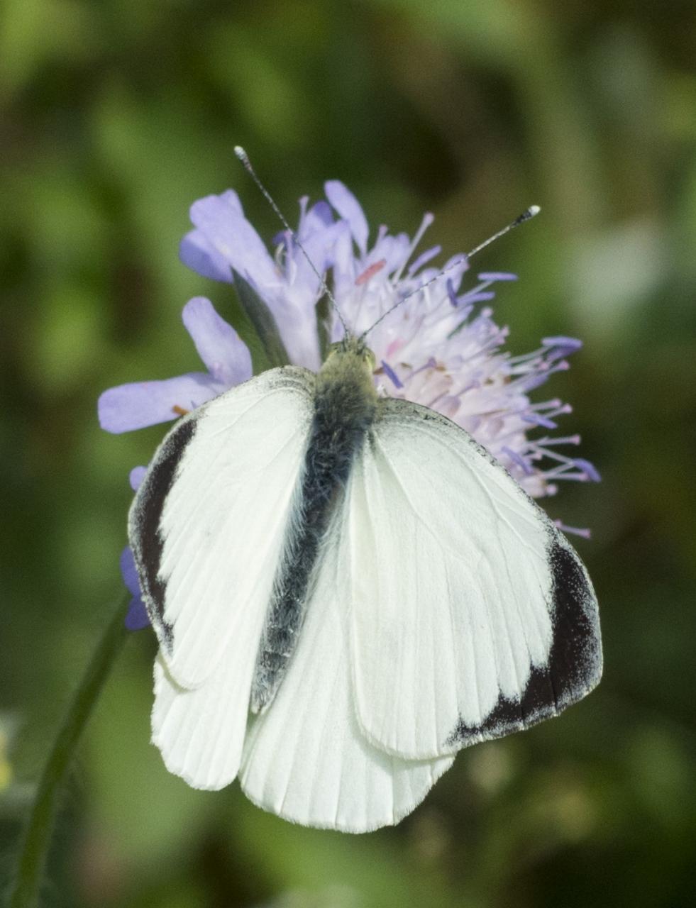 Potenzielle Garten-Schmetterlinge 13.03.2017 - Pieris brassicae